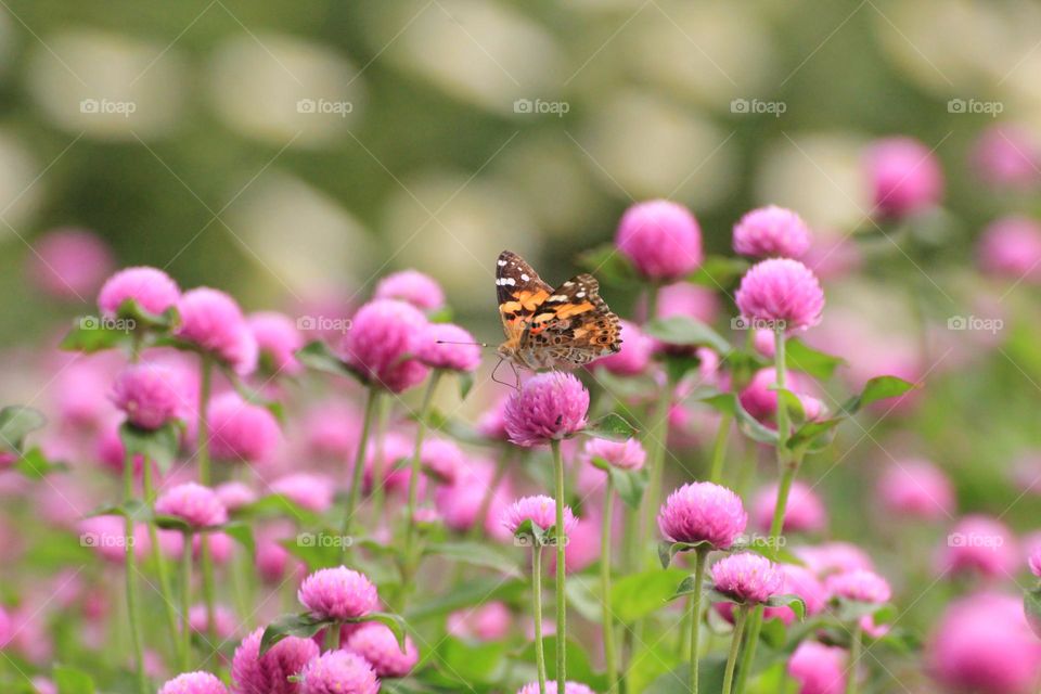 A butterfly among flowers