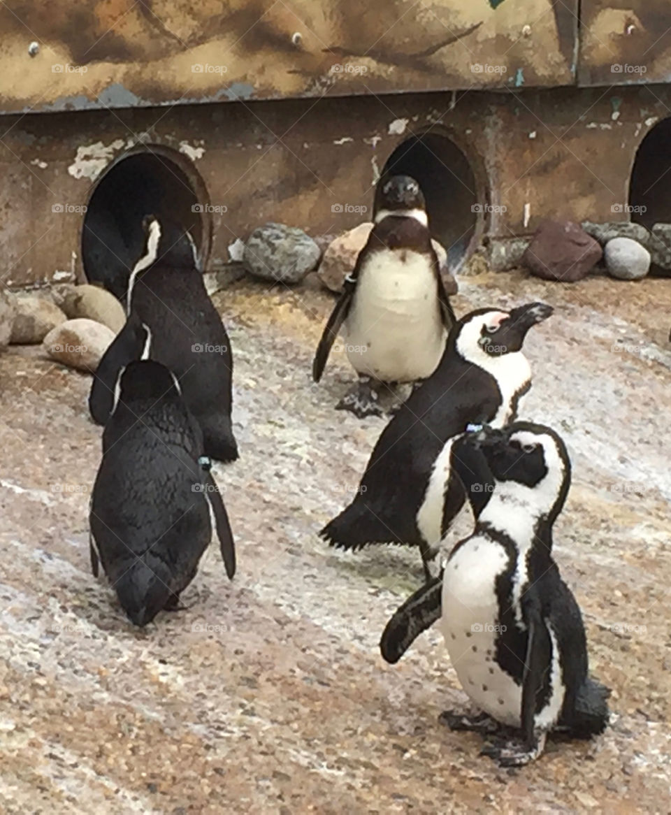 Penguins, Antarctic, No Person, Bird, Wildlife