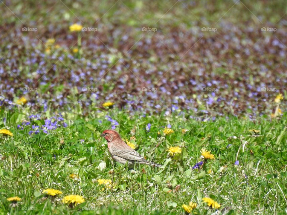 Cute bird on the ground on a spring day 