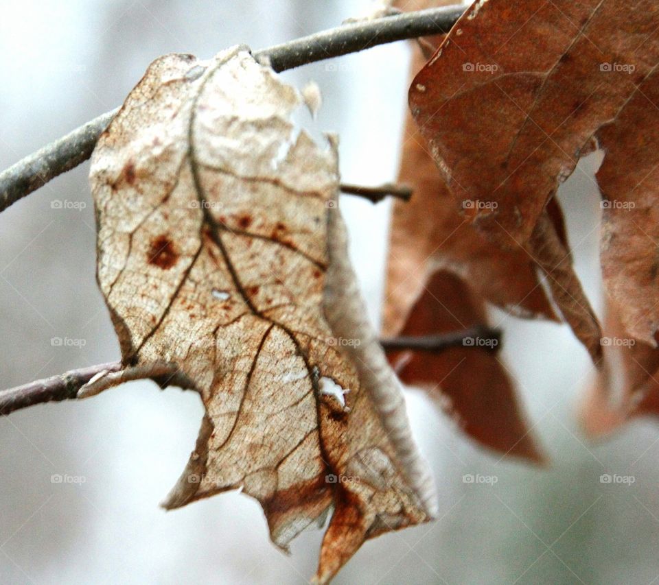 winter leaves fading