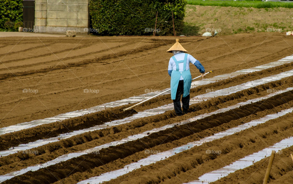 Japanese working in the field. 