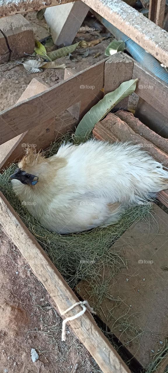 hatching japanese chicken