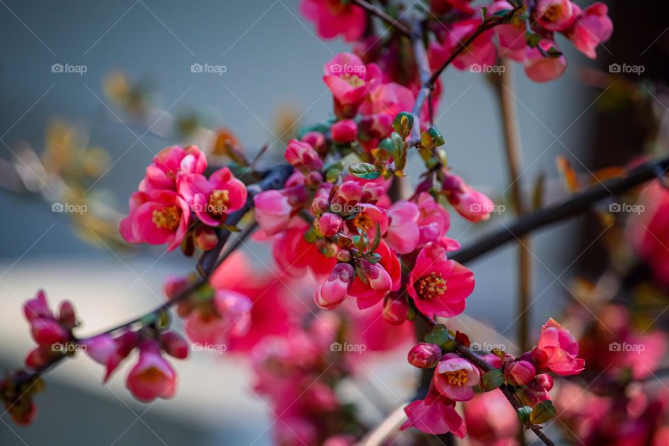 Red blooming bush