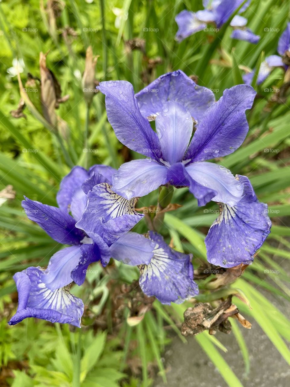 A stunning display of purple lilies, with their deep, vibrant petals unfolding gracefully. The rich hue of the flowers contrasts beautifully against the soft green of their surrounding leaves. The intricate petal patterns add dimension to the blooms.