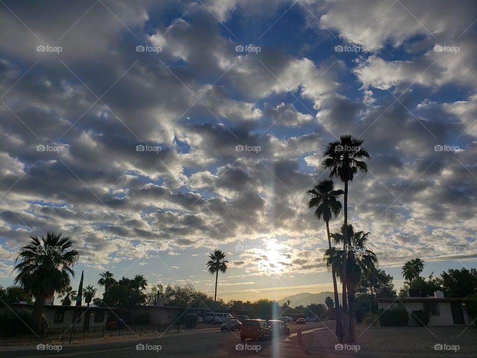 No Person, Beach, Travel, Tree, Palm