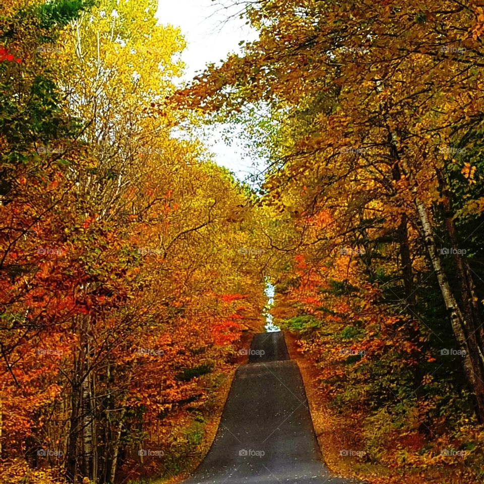 Fall, Leaf, Wood, Maple, Tree