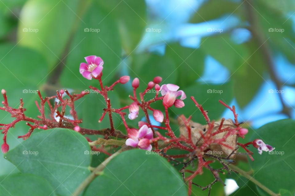 flower of starfruit