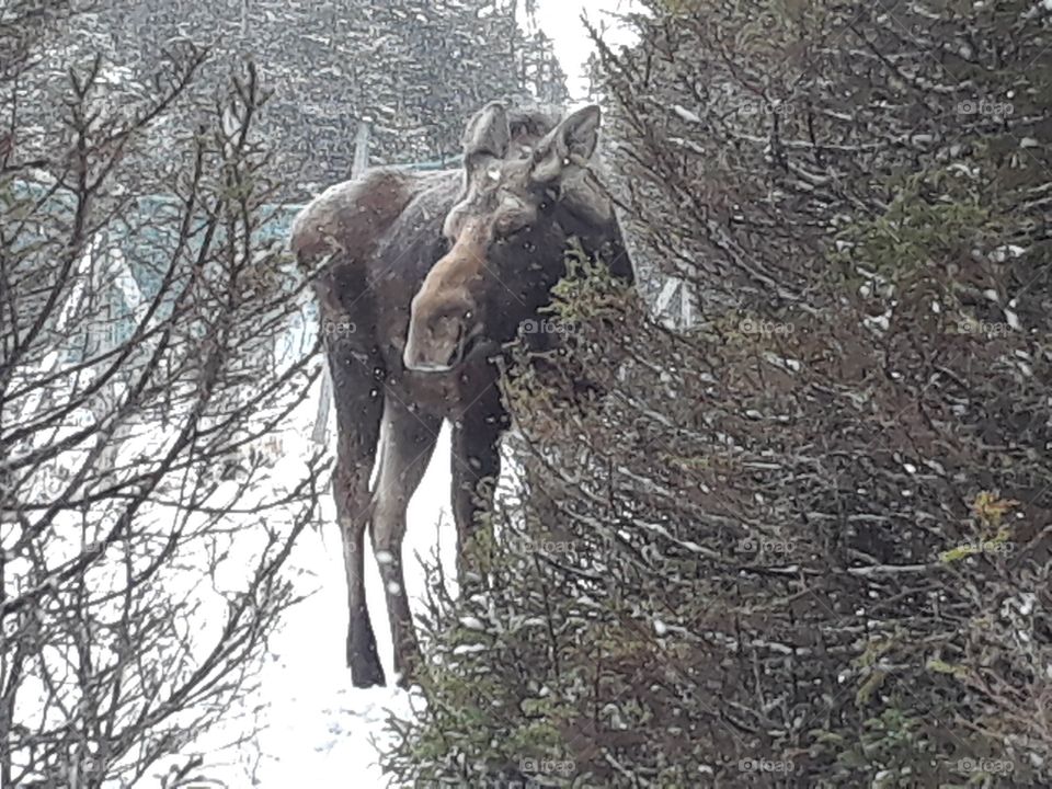 Moose in snow