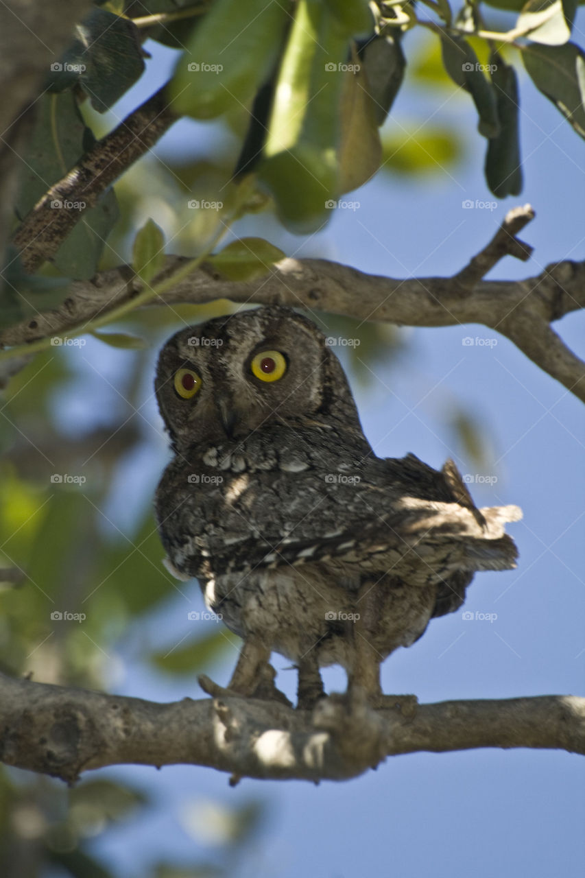 Scops Owl