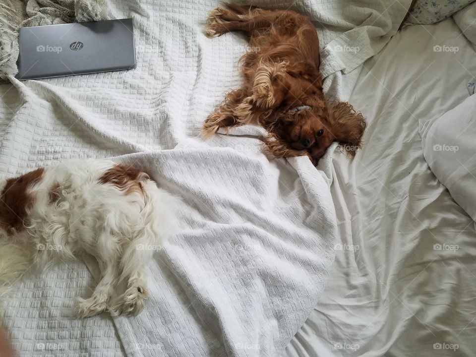 Sleepy cavalier king Charles spaniel