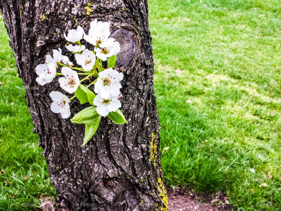 spring flowers. spring 2015