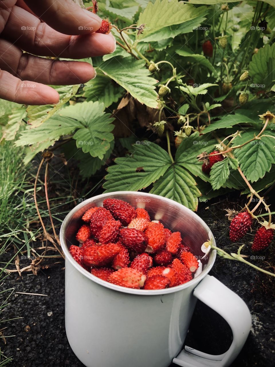 Picking  wild strawberrues