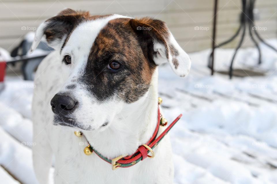 Mixed breed dog outdoors in the snow wearing a Christmas bell collar