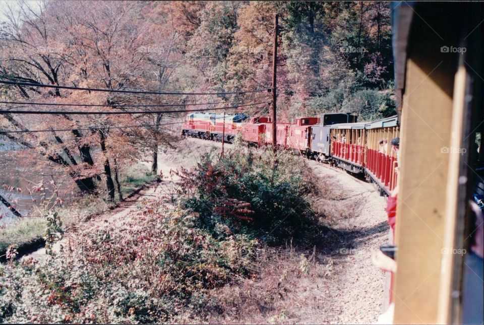 Train tracks trees