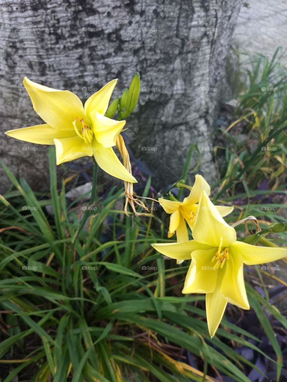 yellow flowers