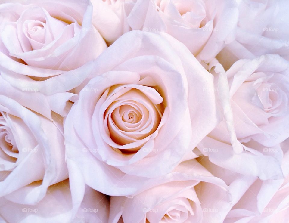 Close-up of white roses