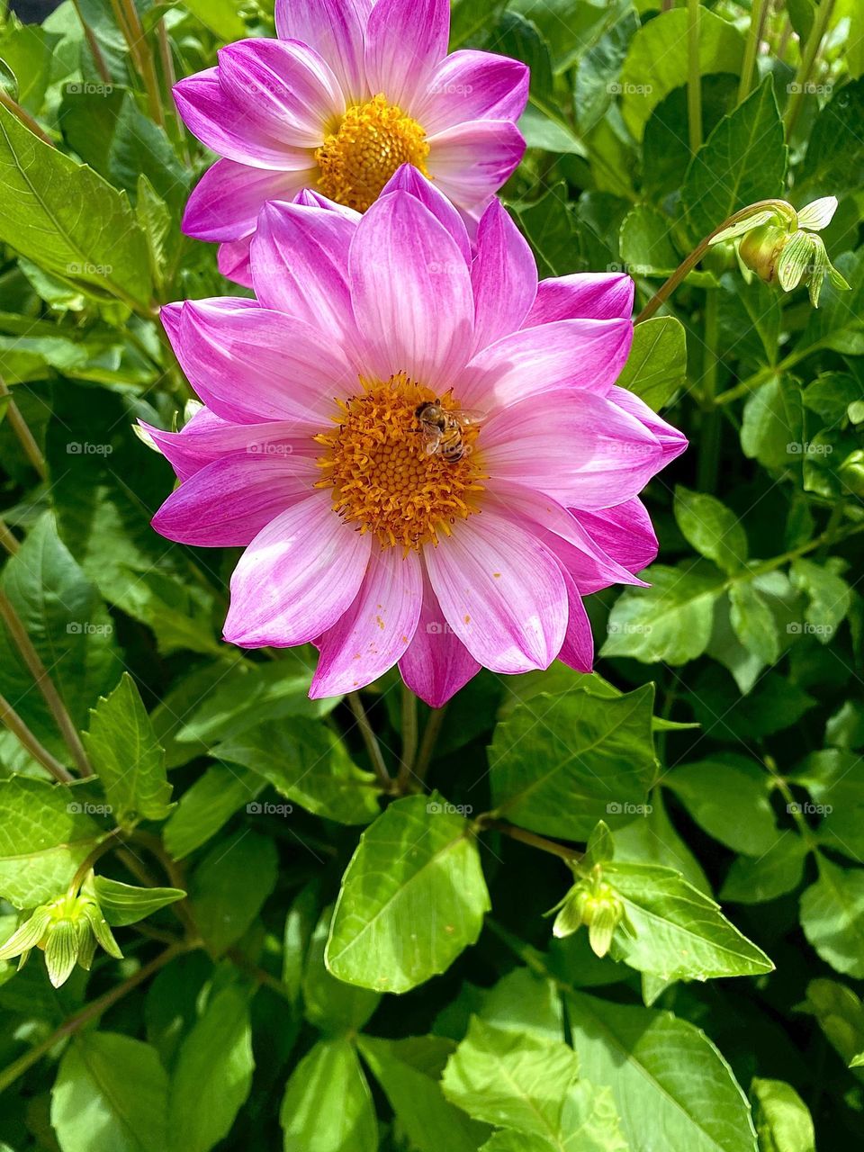 Bee on flower 