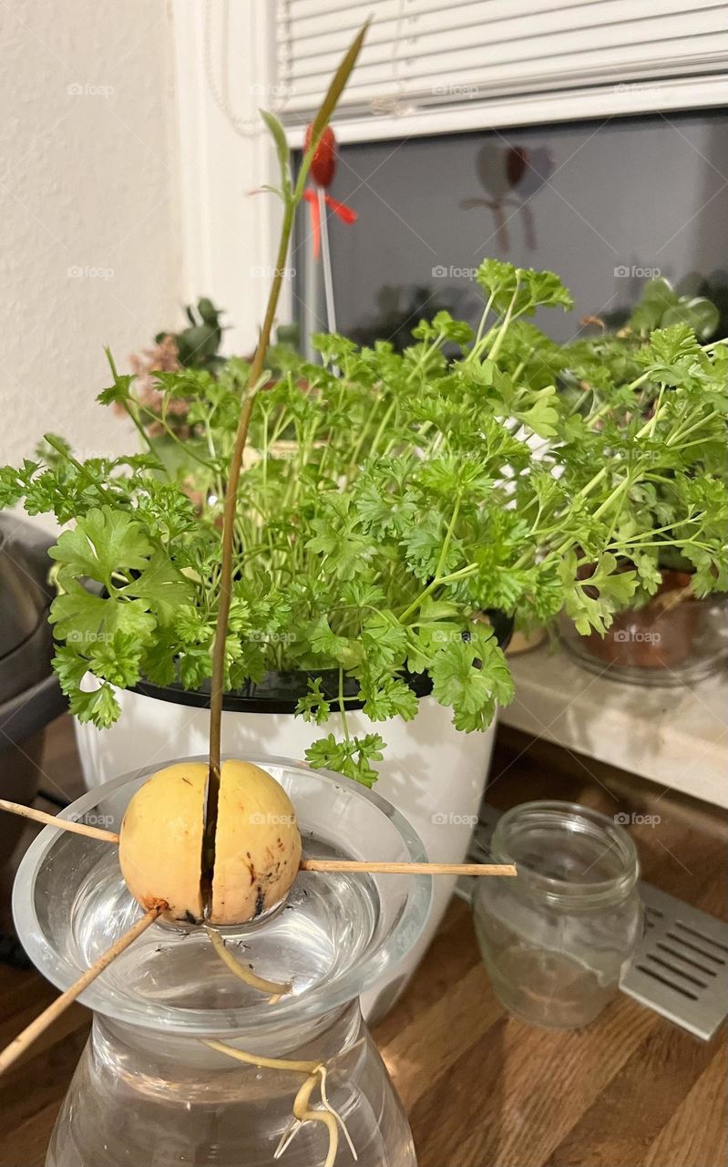 Growing an avocado tree and parsley herbs.