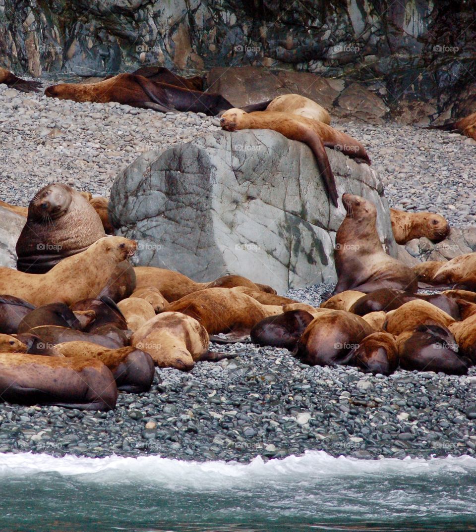 Seal Napping On Boulder