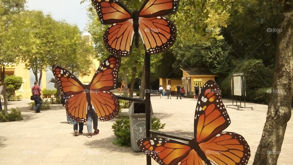 butterflies . zoo chapultepec Mexico 