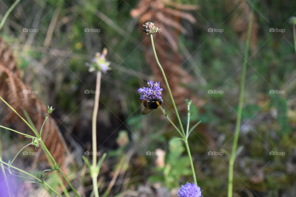 Bumble bee on a purple flower 