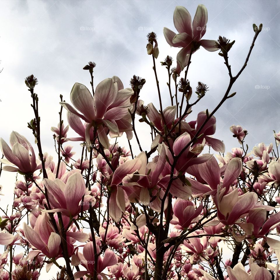 Magnolia 