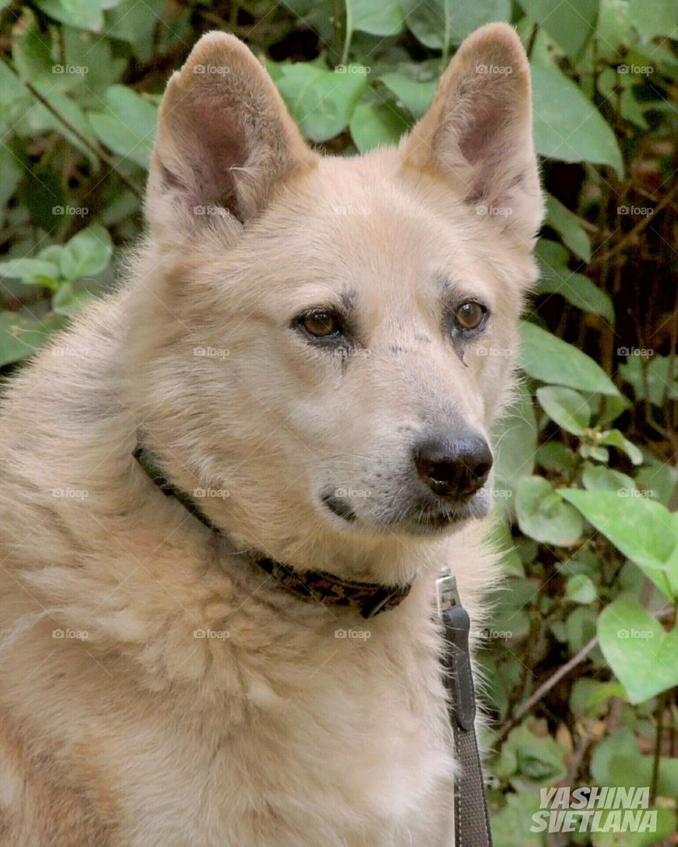 dog malamute