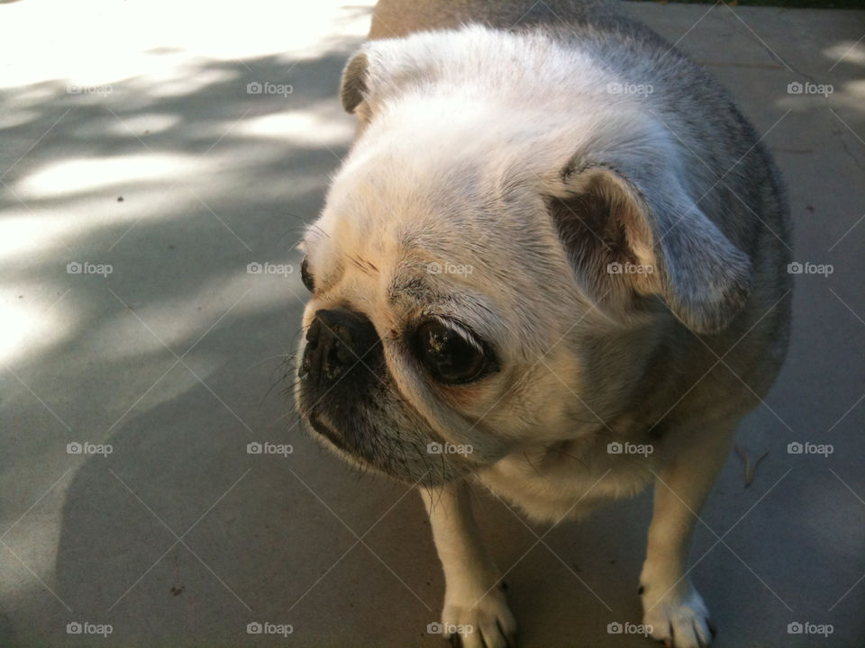 grey shadow dog dogs by melody