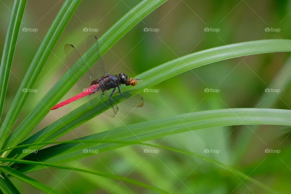 red dragonfly