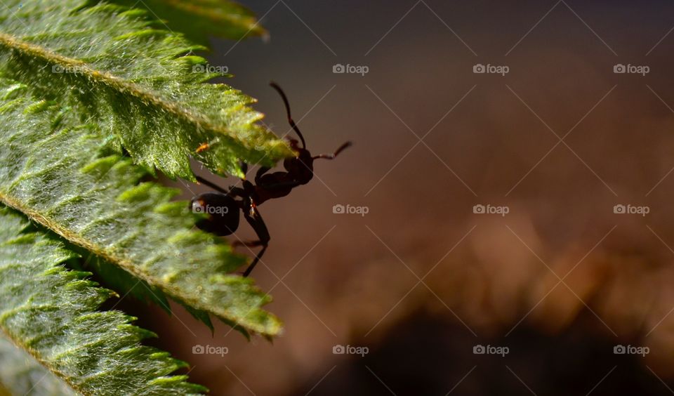 Ants silhouette 