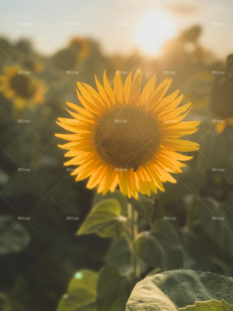 Yellow sunflower in the summer