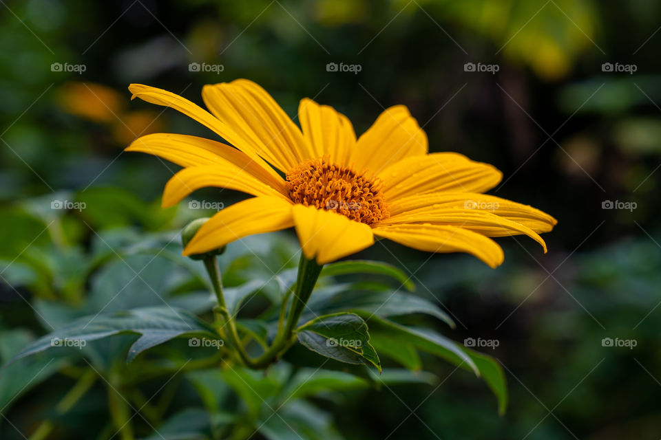 Mexican sunflower weed (Tithonia diversifolia)