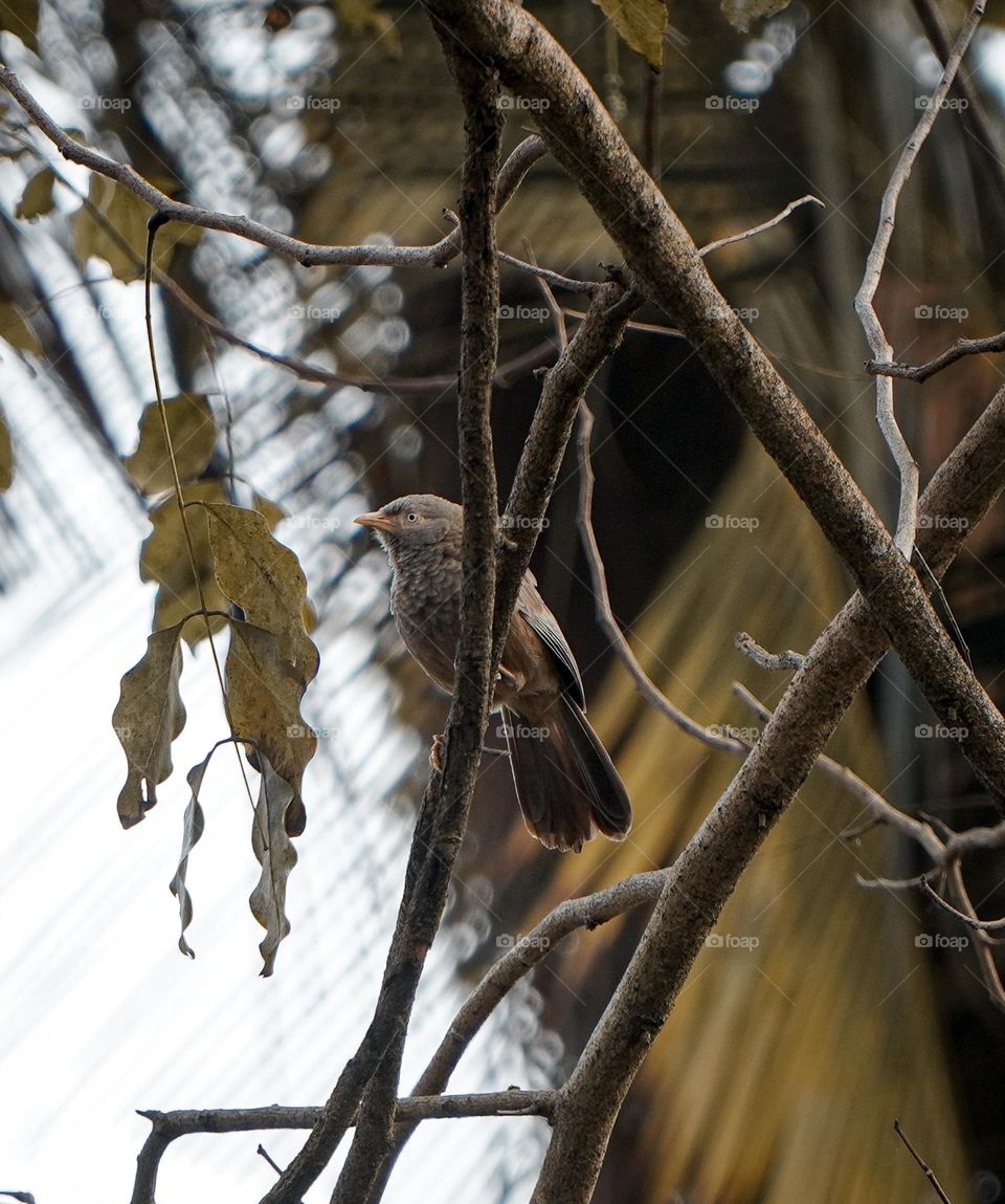 Bird on a tree