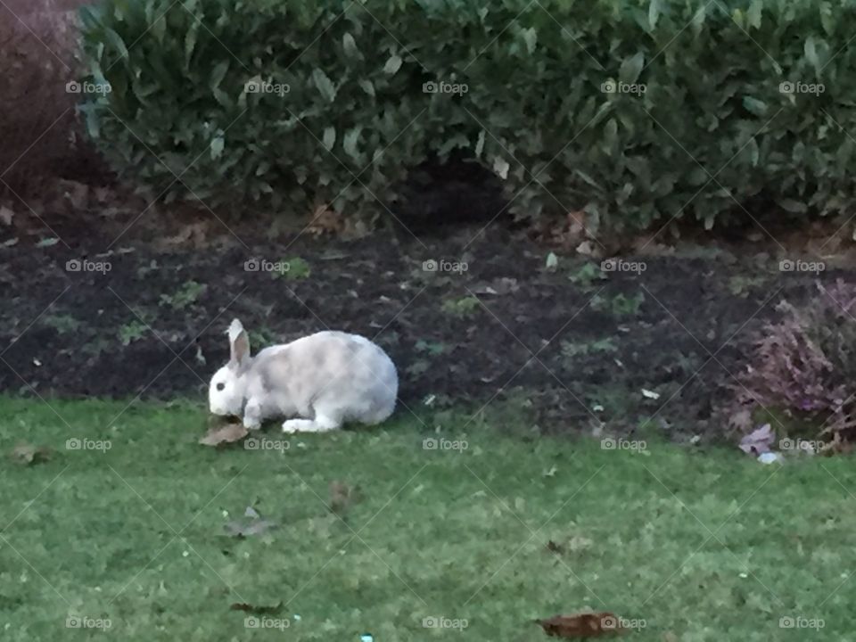 Rabbit came out to play