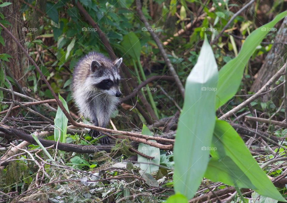 Raccoon