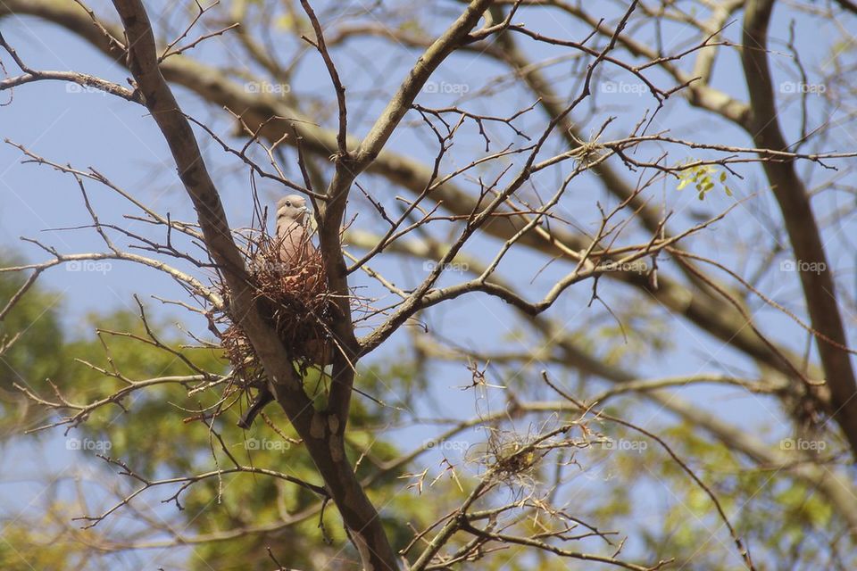 Bird at nest