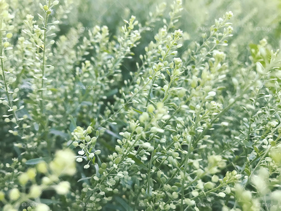 Natural background made of green grass in the field under the natural light 