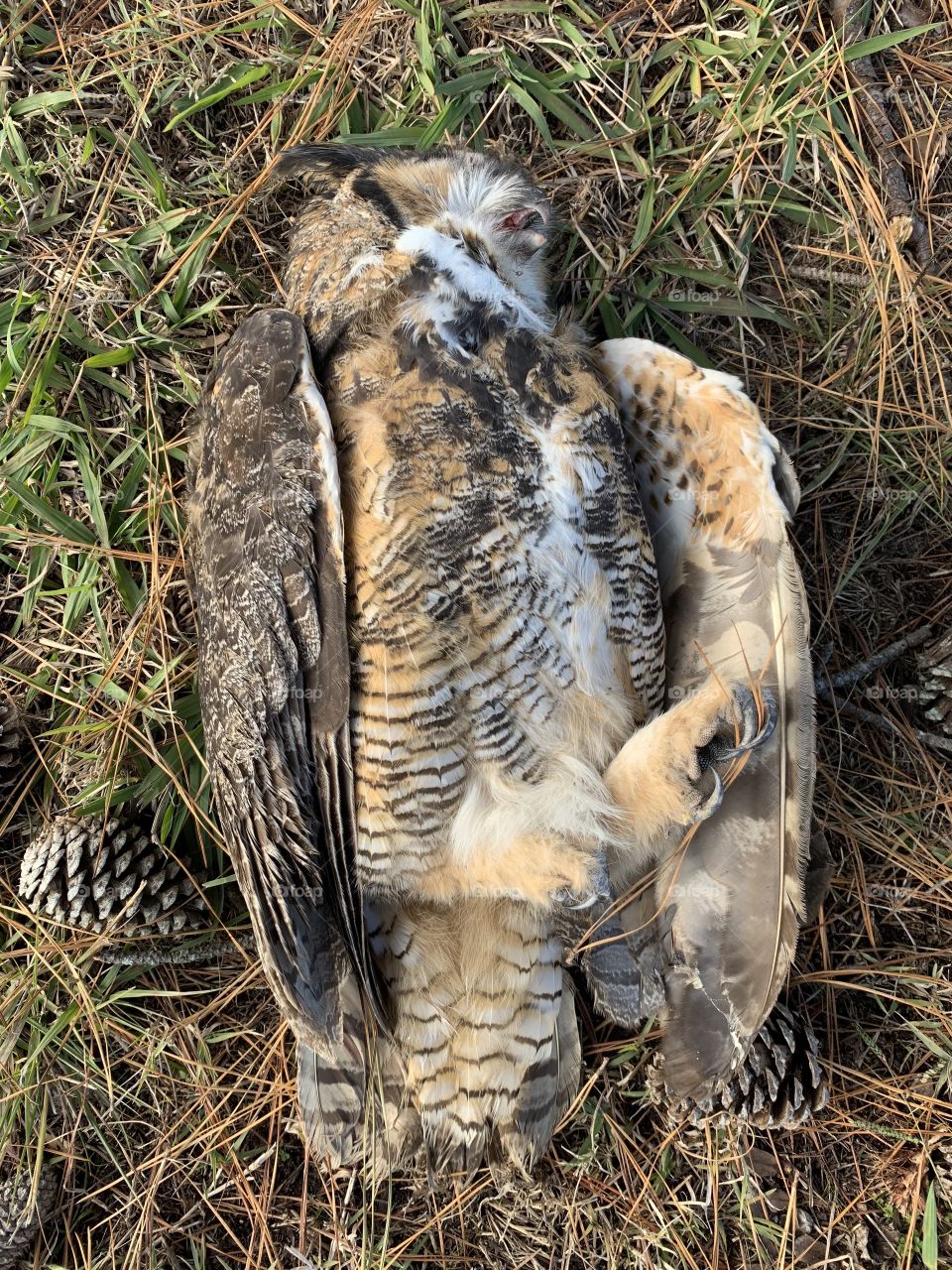 Great horned owl