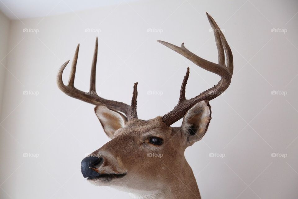 Deer