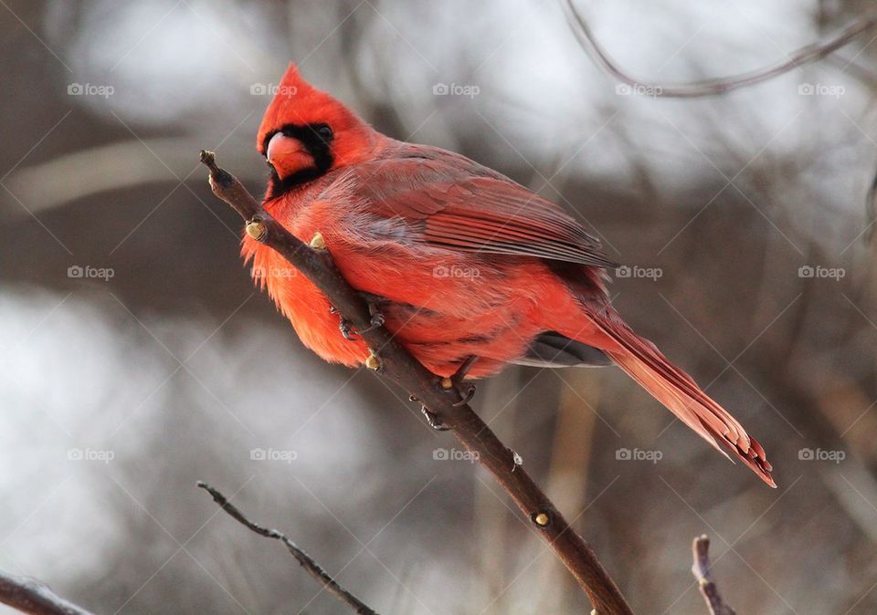 American Cardinal 
