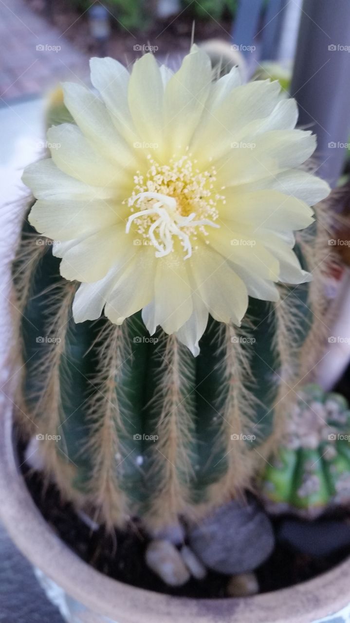 Cactus flower
