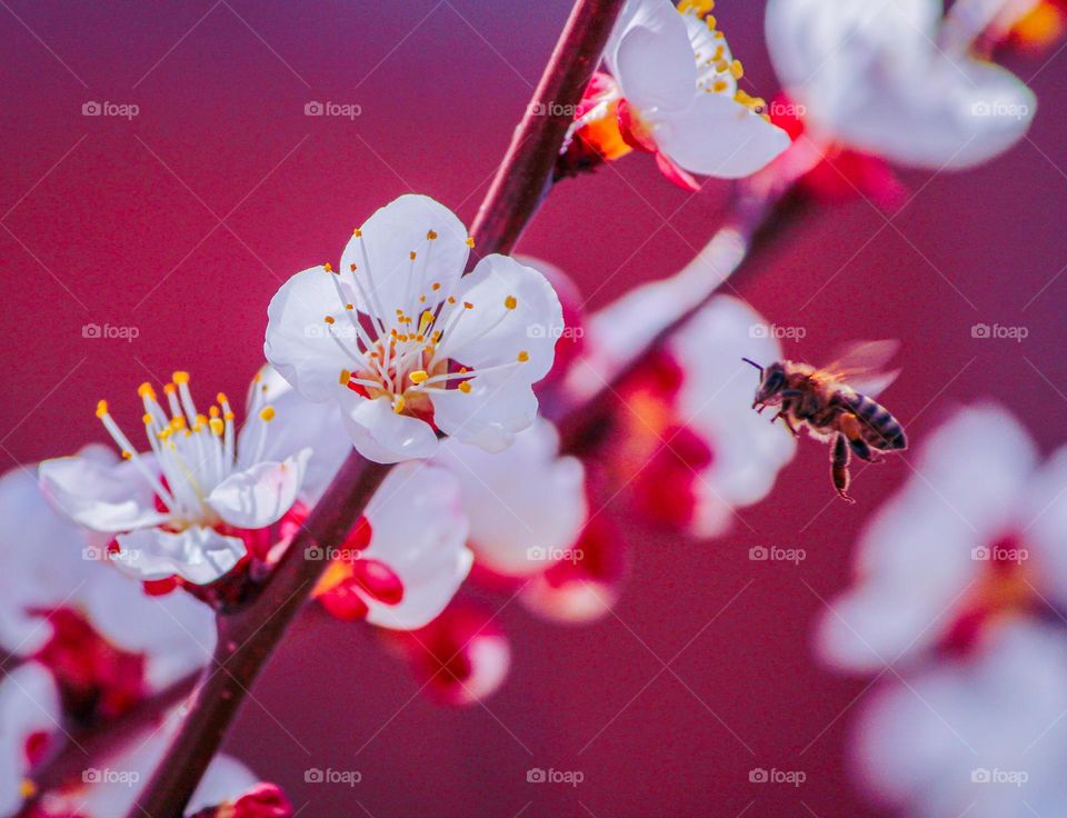 Bee on red background