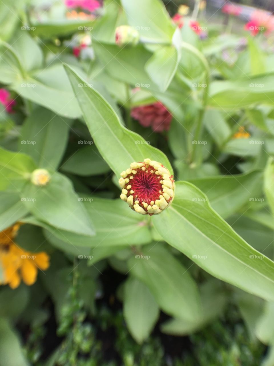 Fuchsia flower