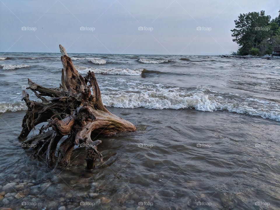 Tree trunk on the edge of the shore 2