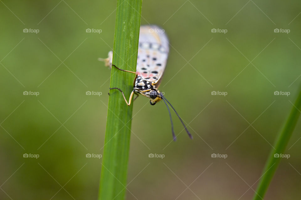 butterfly sitting on a green stem