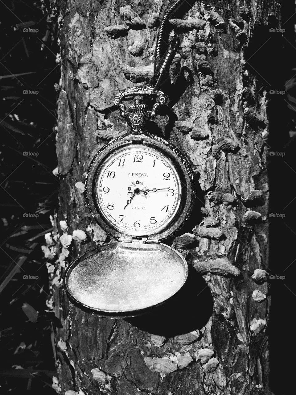 Only time will tell onOld pocket watch on a wood limb