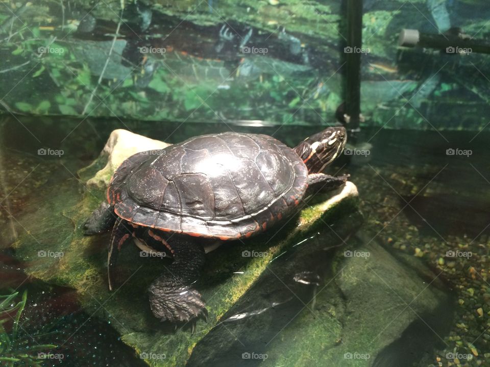 Turtle 
