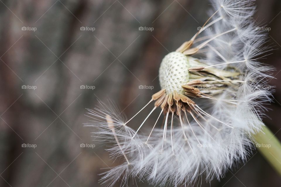 Close-up of dandelion flower
