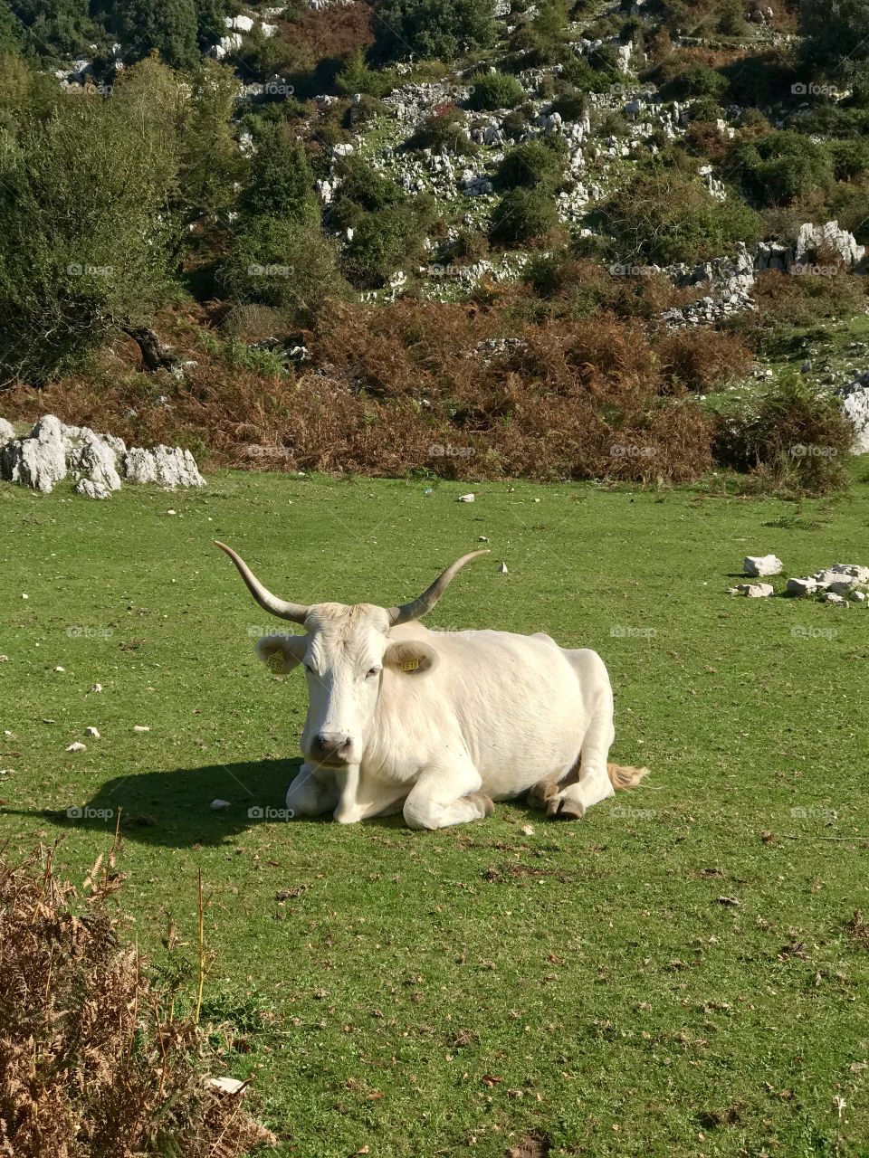 Cute cow resting in a valley near Carpineto Romano, Italy