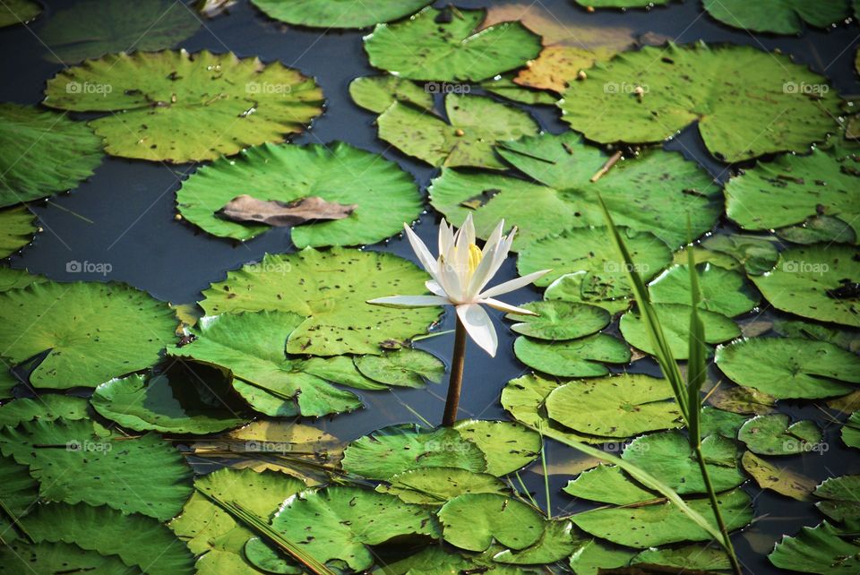 White water lily 